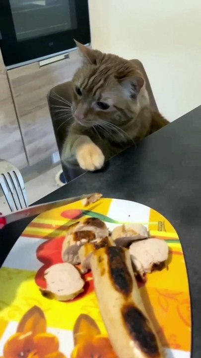 Best Funny Cats Viral Clips || Cute funny Cats #shorts Video || #trending #animals _reels