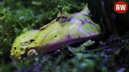 जमीन और पानी में रहने वाले जीव | Strangest and Coolest Amphibian In The World