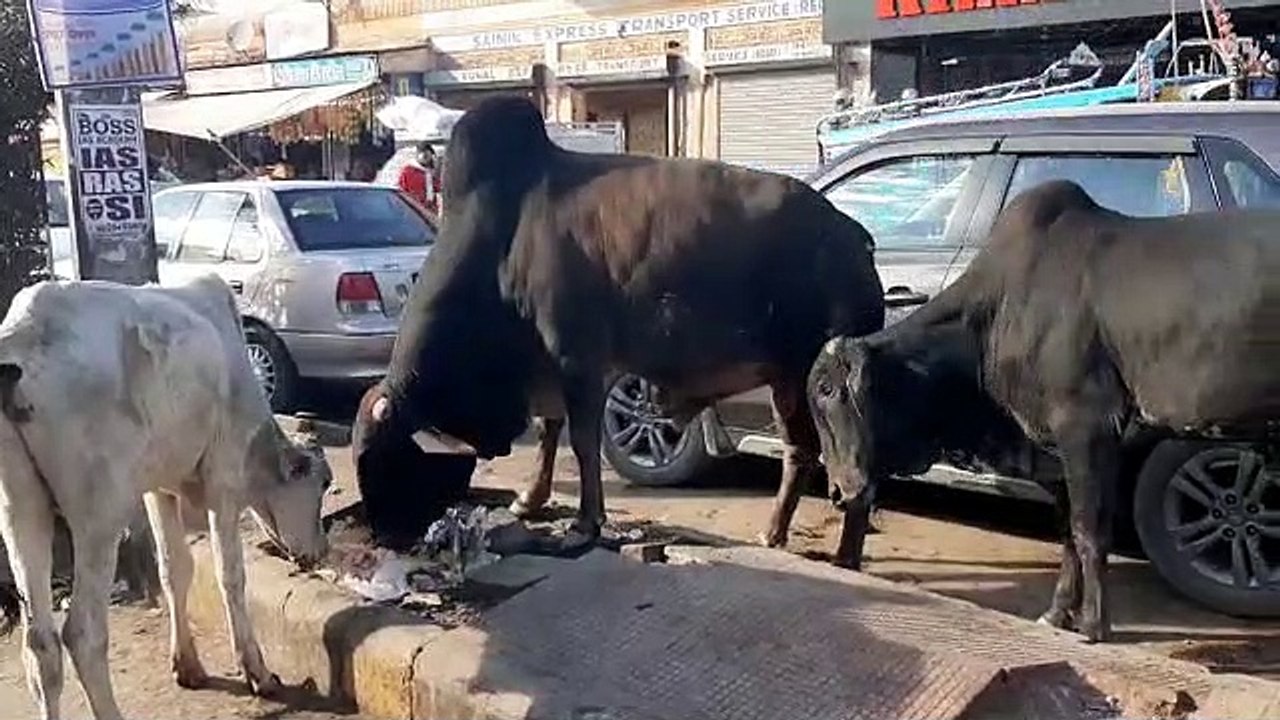 बेपरवाह राज में दुग्ध उत्पादन की होड़ में बढ़ा संकर नस्ल गोवंशों का वर्चस्व