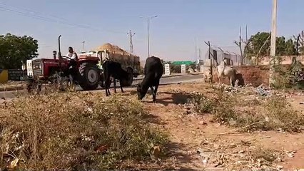 तो फिर इतिहास में कैद हो जाएंगे क्या देशी नस्ल के गोवंश