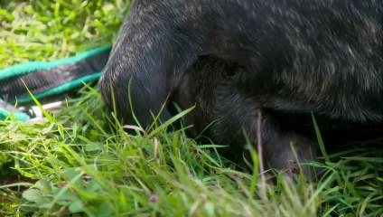 Paul O'Grady For the Love of Dogs S10E06