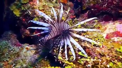 Great Blue Wild - Se1 - Ep03 - Roatan HD Watch HD Deutsch
