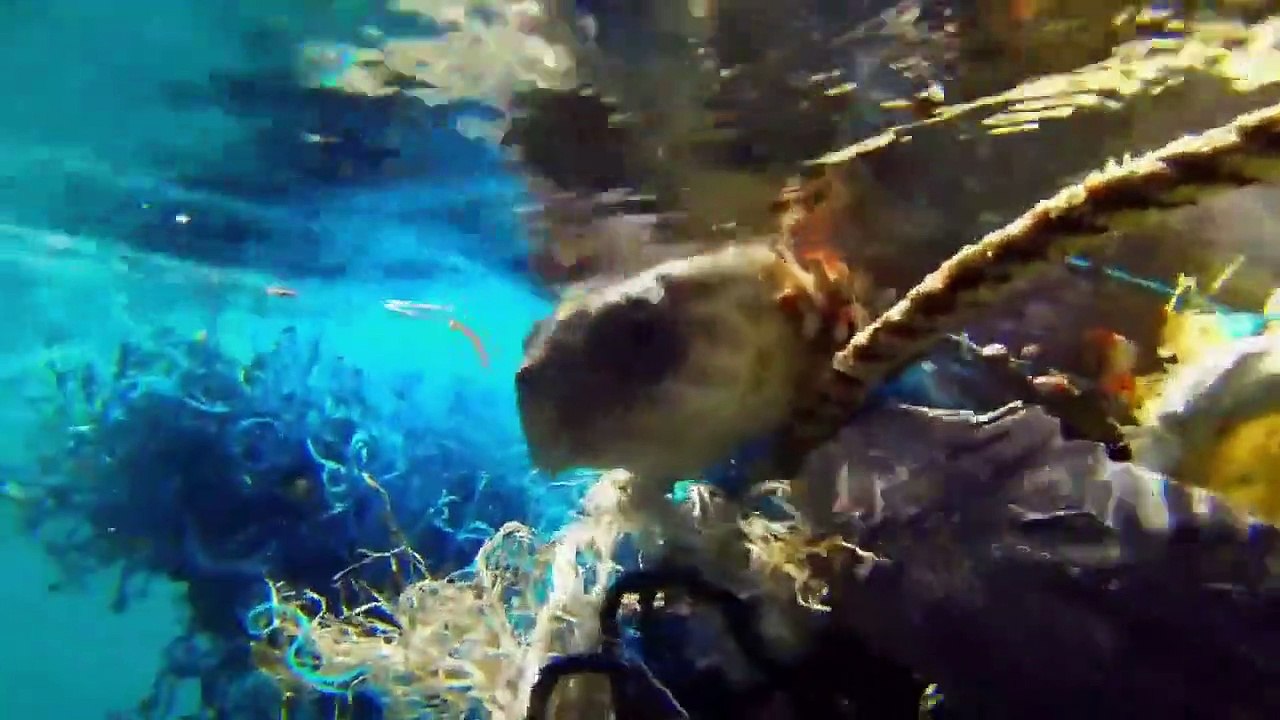 Great Blue Wild - Se2 - Ep07 - Maldives HD Watch HD Deutsch