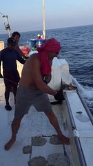 Neleyan narik ikan Tuna raksasa 