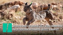 Sueltan 5 linces en libertad en la Sierra Arana: un paso más en la persistencia de la especie que hace apenas 10 años parecía extinguirse