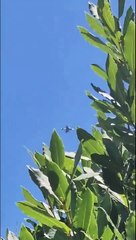 La Fuerza Aérea homenajeó a la Selección: el vuelo de aviones sobre la 9 de julio