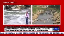 ¡Crimen Ambiental! Denuncian mortandad de peces por contaminación de maquilas en río Choloma