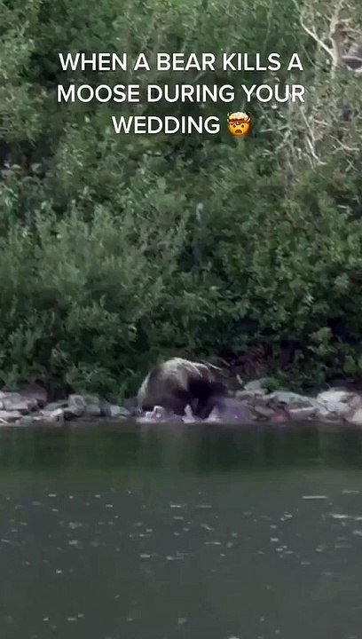Quand un ours met de l'ambiance à ton mariage