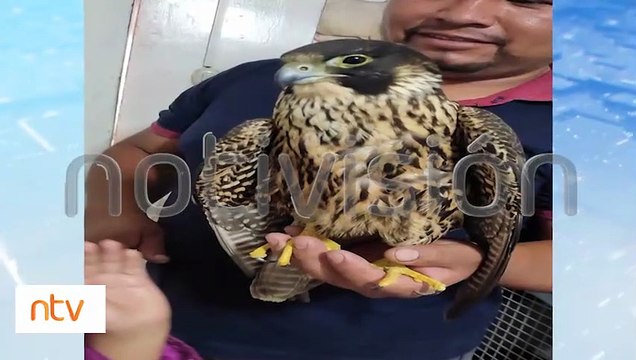 Pofoma rescató a un águila que estaba en la avenida Villazón