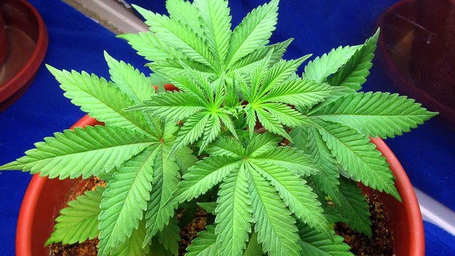 En Guerrero, la Fiscalía General de la República quemó kilos y kilos de marihuana