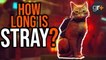 Things You Need to Know About Stray