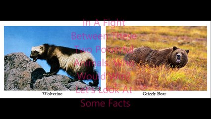 Animal Fight Club Season 1 Episode 14 Wolverine Vs Grizzly Bear