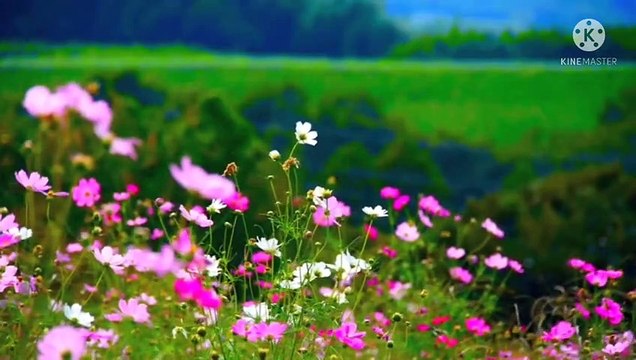 flowers in all colours beautiful flowers fresh flowers