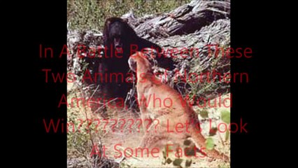 Animal Fight Club Season 2 Episode 6 Mountain Lion Vs Black Bear