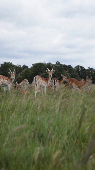 Beautiful Deer