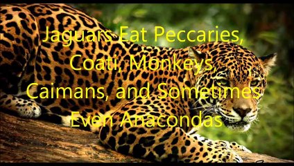 Animal Fight Club Season 2 Episode 3 Jaguar Vs African Leopard