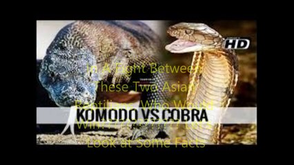 Animal Fight Club Season 2 Episode 14 Komodo Dragon Vs King Cobra