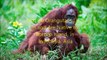 Animal Fight Club Season 2 Episode 12 Borneo Orangutan Vs Lowland Gorilla