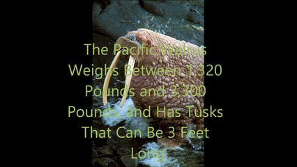 Animal Fight Club Season 3 Episode 10 Pacific Walrus Vs Northern Elephant Seal