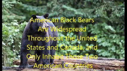 Animal Fight Club Season 3 Episode 4 American Black Bear Vs Grey Wolf