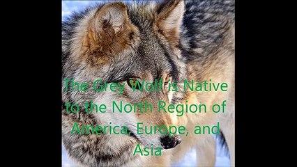 Animal Fight Club Season 3 Episode 5 Grey Wolf Vs Spotted Hyena