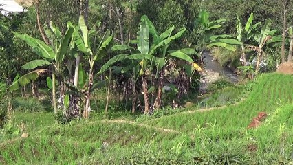 Relaxing Music, Nature Sound, Sundanese instrumental Music, Sleep, Study, rest contemplation