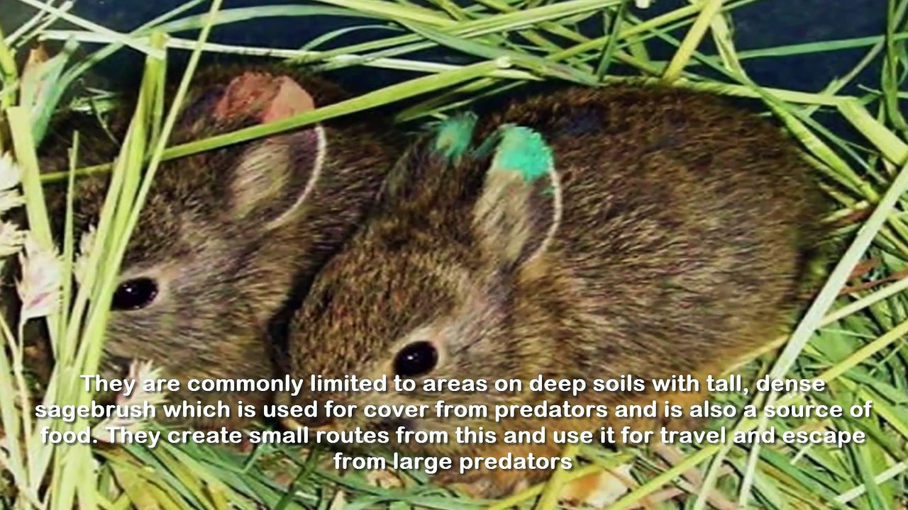 Top 17 Smallest Animals In The World