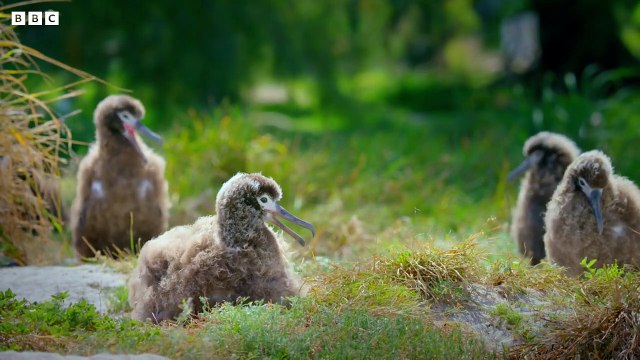 The World's Oldest Known Bird - Earth's Tropical Islands - BBC Earth