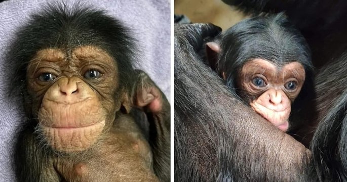 Le bébé chimpanzé, qui a fait fondre le cœur des internautes lors des retrouvailles avec sa maman, est décédé