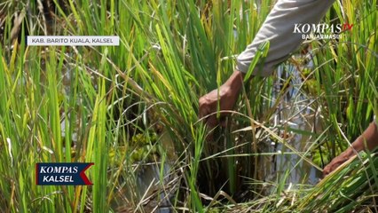 Hama Tungro Serang Padi di Batola, Petani Akui 80% Gagal Panen