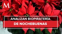 Productores mexicanos tienen que pagar regalías por sembrar la flor de nochebuena
