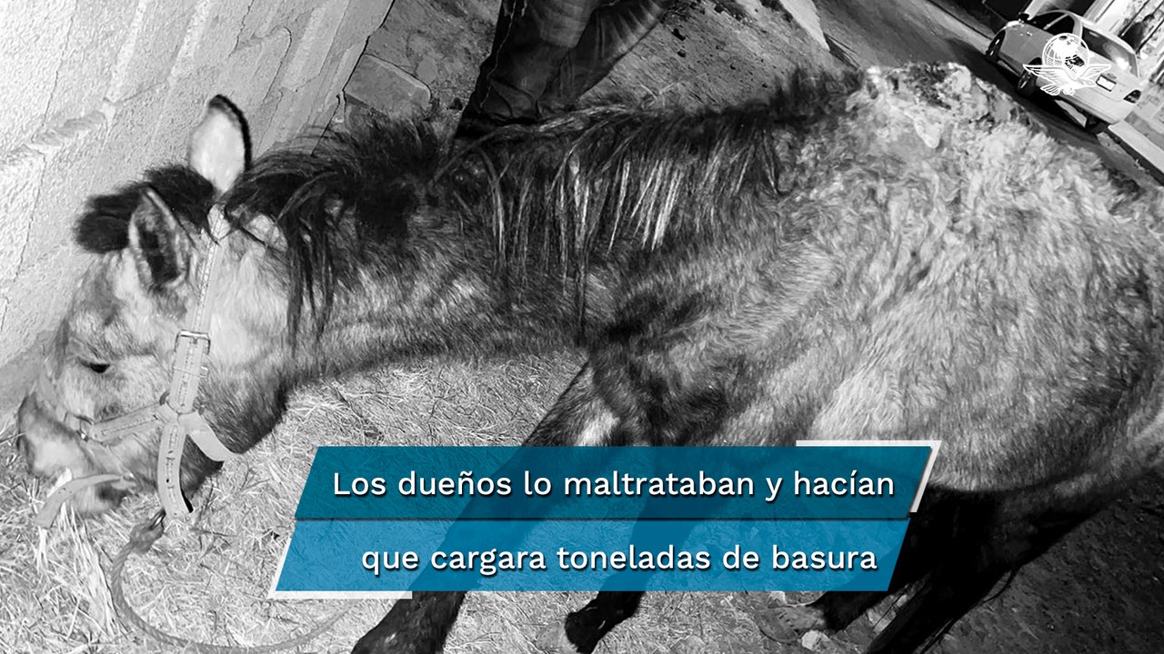 Rescatan a caballo que utilizaban para recolectar basura