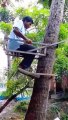 La manera mas ingeniosa para subir un árbol