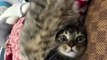 Crazy Funny Cats Viral Clips || #Best #funny Cute Cats #shorts Video || #trending #animals #reels