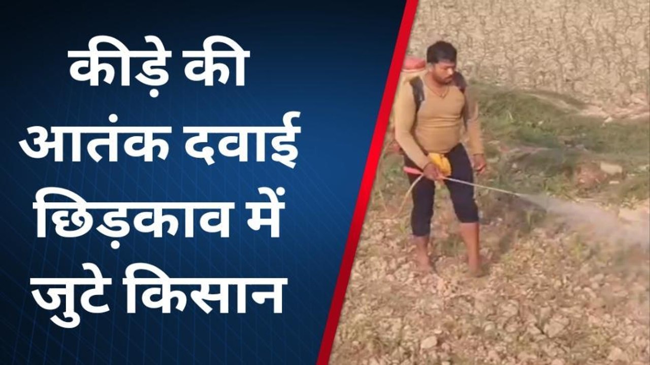 कटिहार: कीड़ा लगने से सुख रहे मक्का की फसल, बचाओ के जद्दोजहद में जुटे किसान
