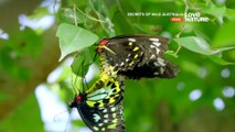 Secrets of Wild Australia - Bugs and Butterflies