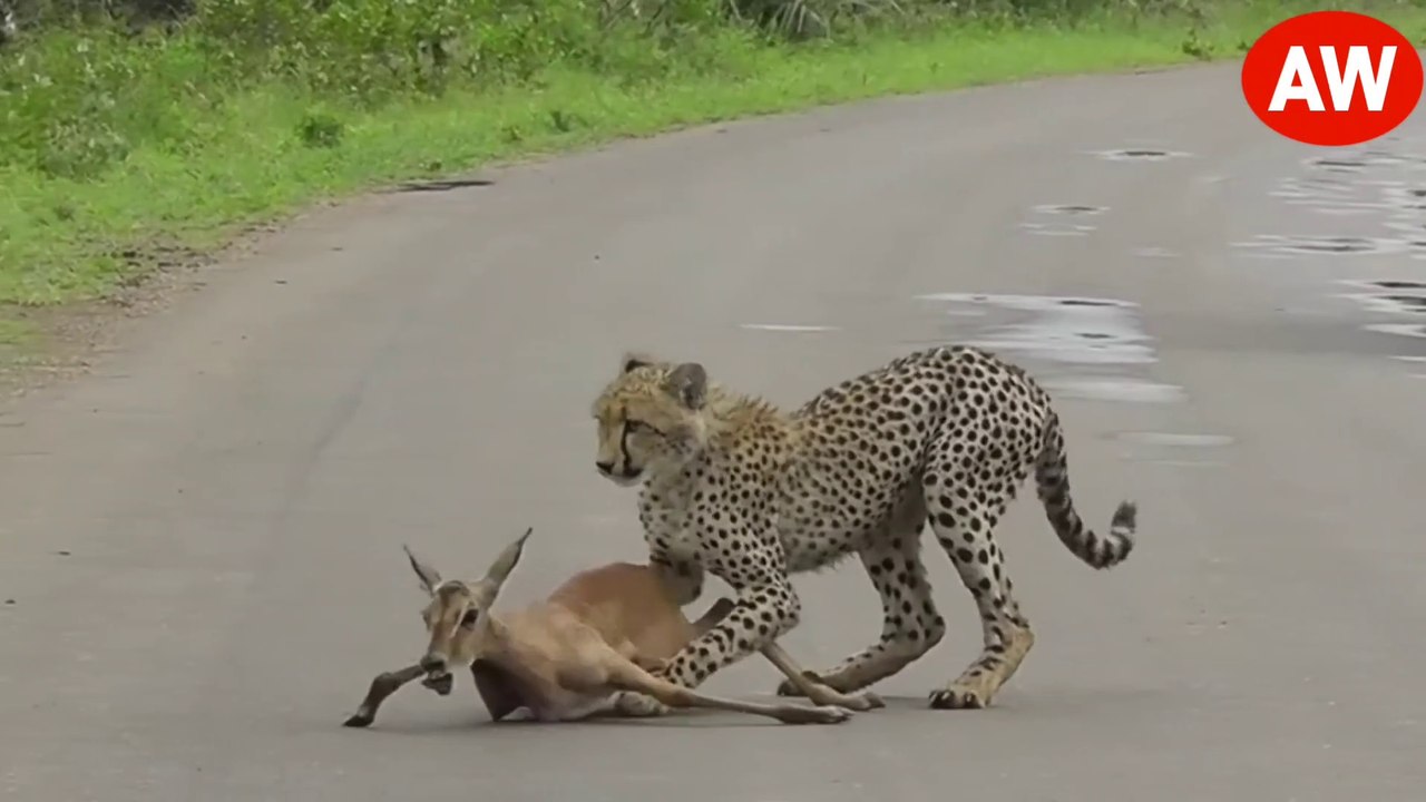 जब शिकारियों ने IMPALA के किए टुकड़े । Merciless Predators That Ripped Impalas To Pieces