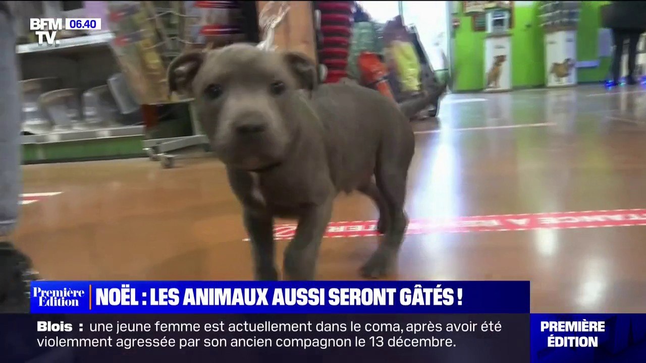 À Noël, les animaux aussi seront gâtés