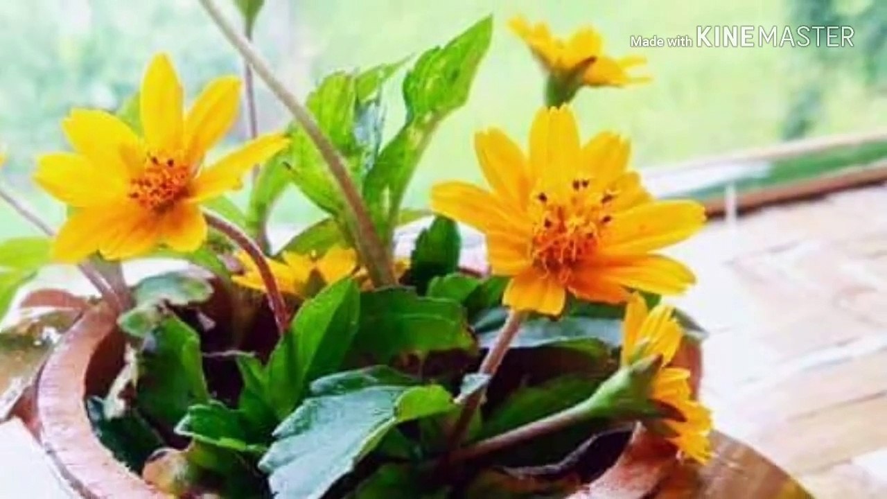 rumah bambu, desain inspirasi rumah bambu