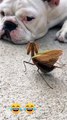 the Praying mantis was looking for the dog's attention