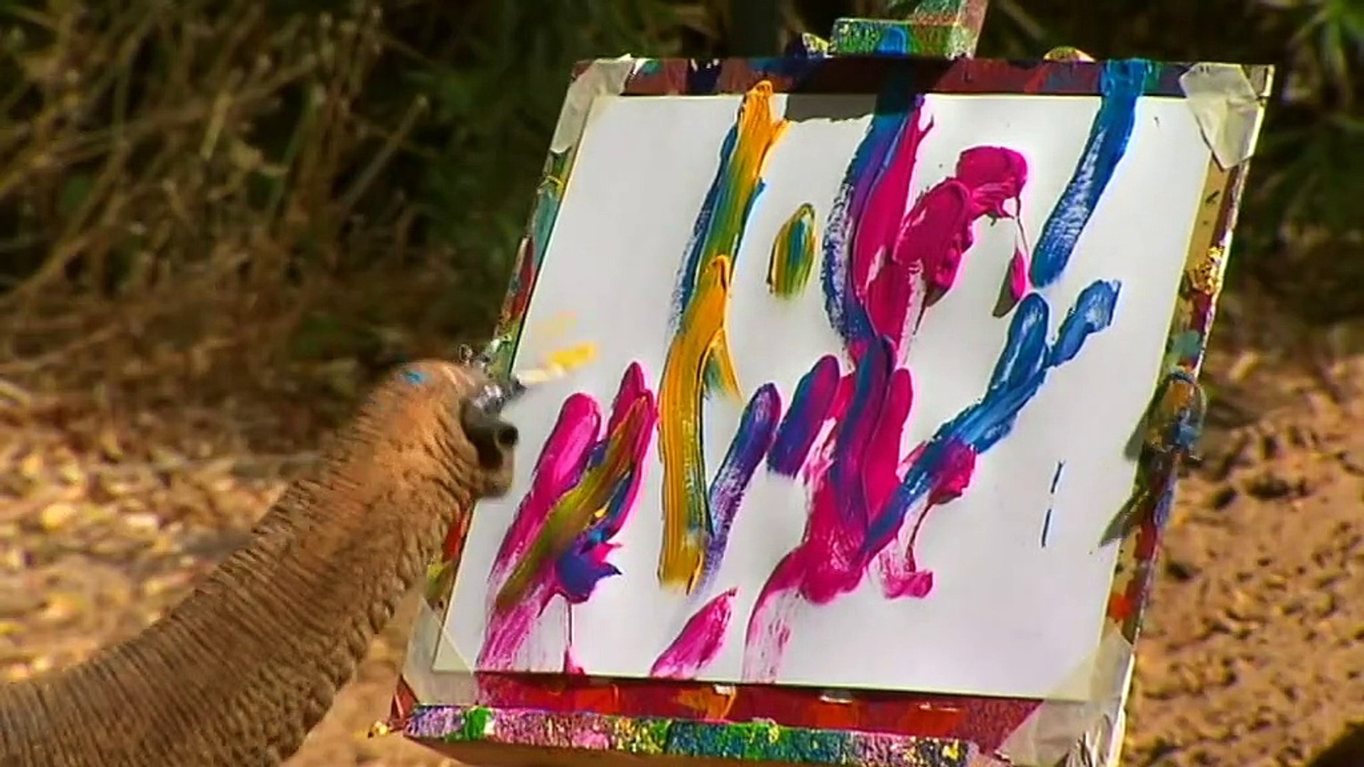 Perth Zoo remembers legacy of 65yearold elephant Tricia