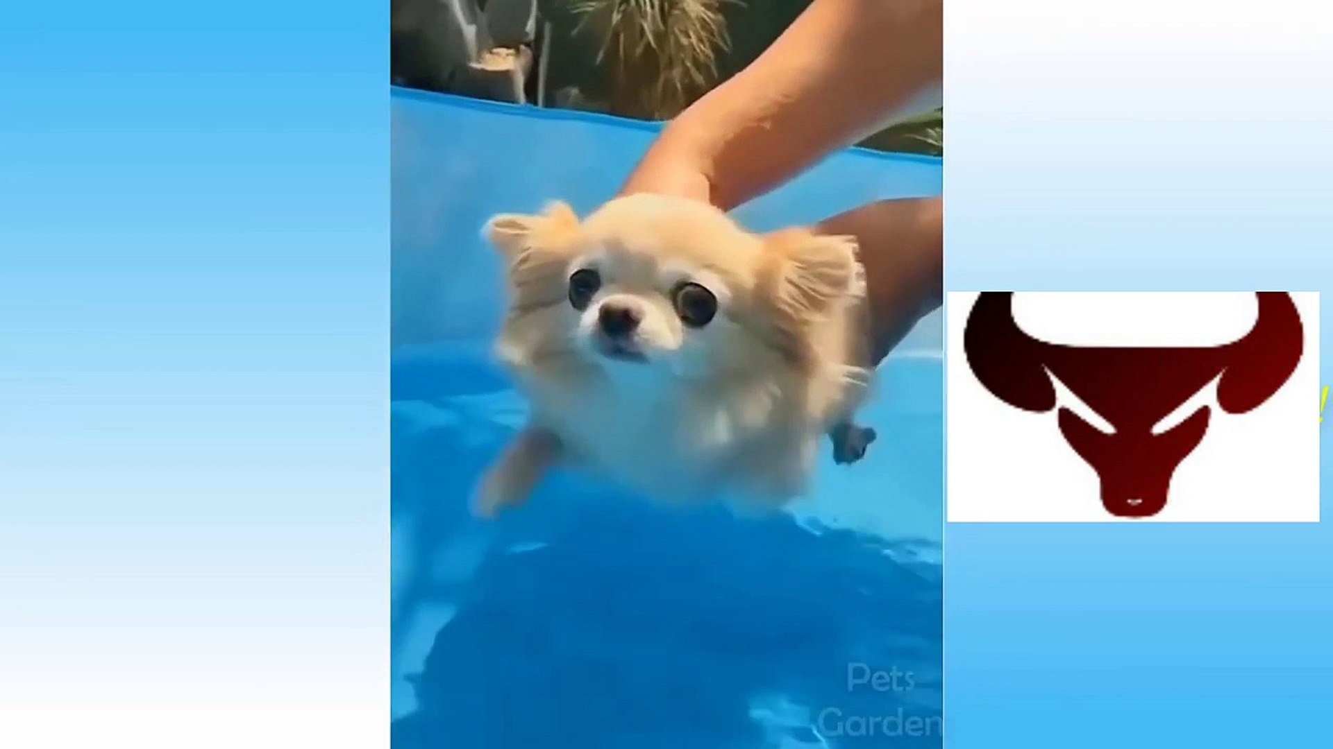 ⁣CUTE PETS AND FUNNY ANIMALS COMPILATION