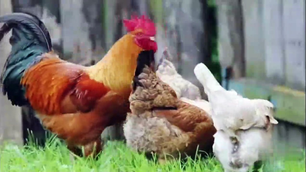 The brahma chicken