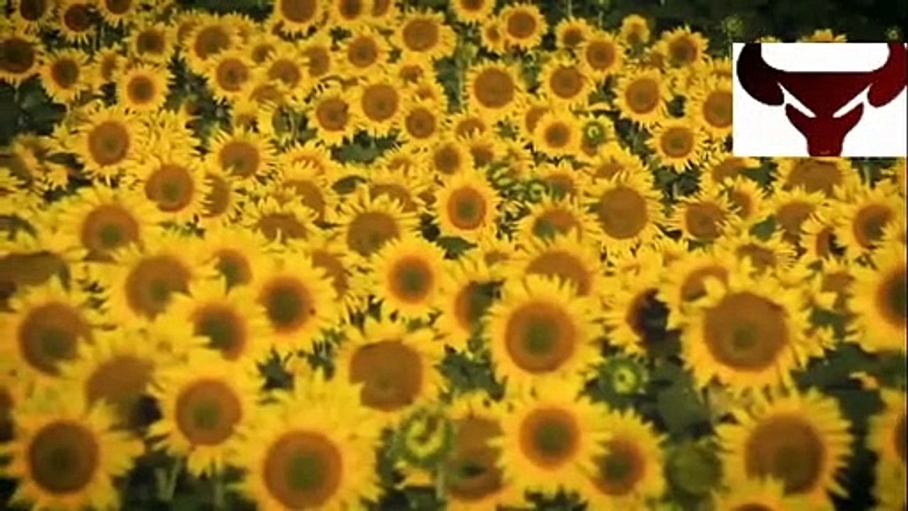 Bees