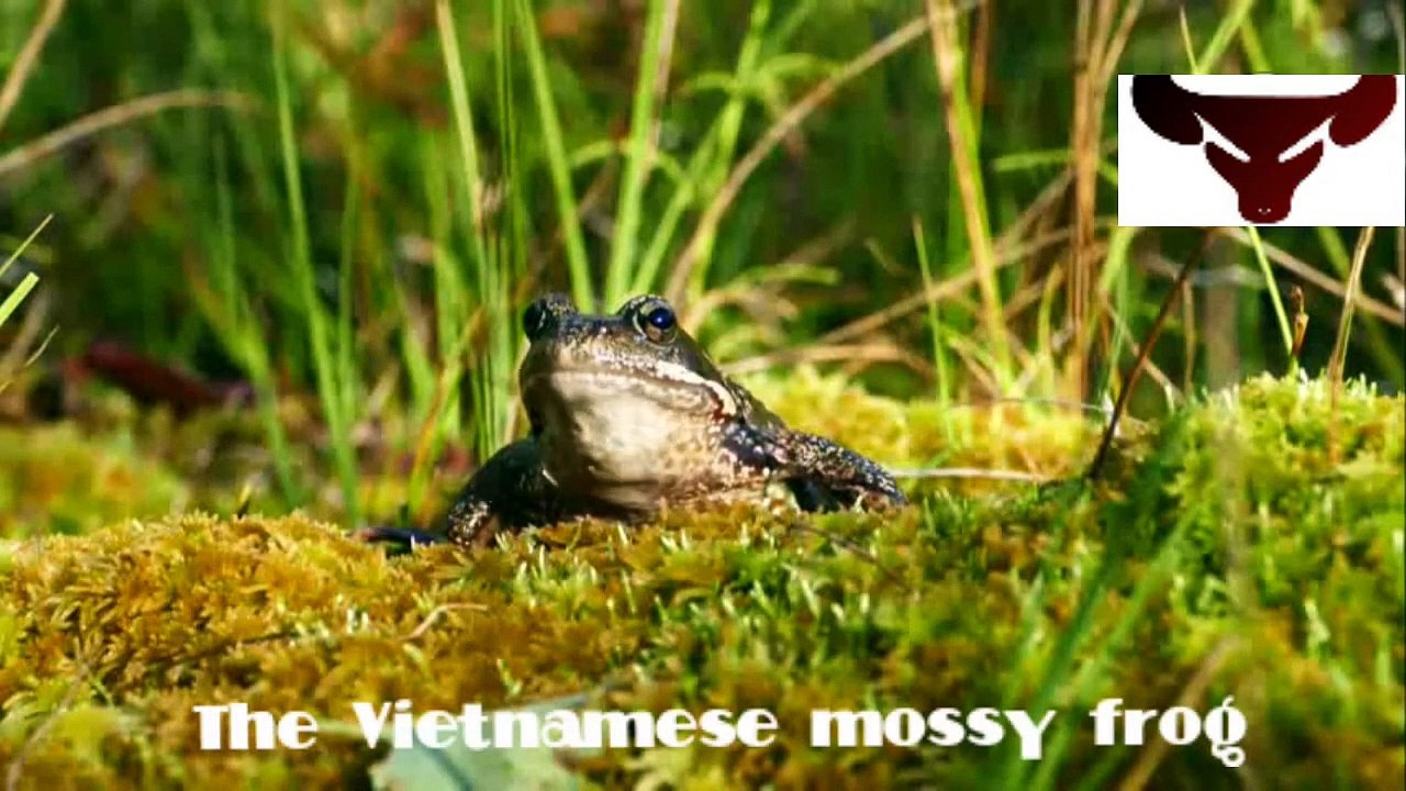 Vietnamese mossy frog