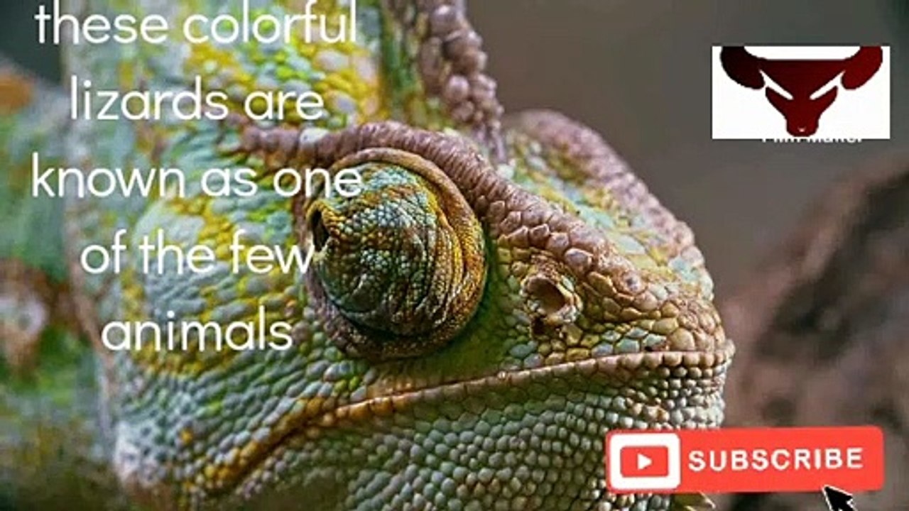Chameleons