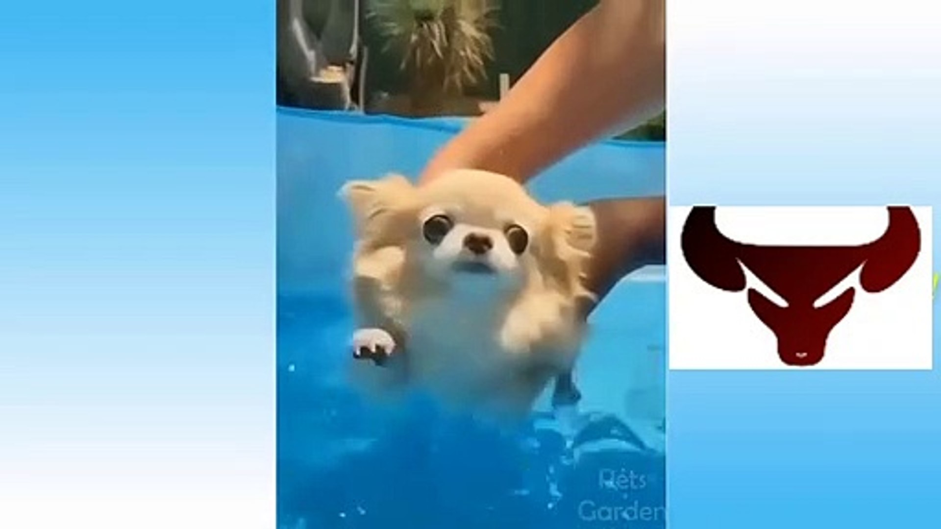 CUTE PETS AND FUNNY ANIMALS COMPILATION