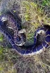 Top Python Tips & Tricks in 2021 🚀 | Amazing Python Shorts