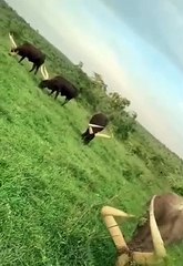 beautiful animal eating green #shorts (top video) 2021