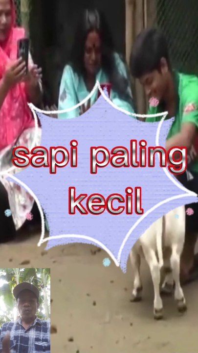 Sapi paling kecil di dunia